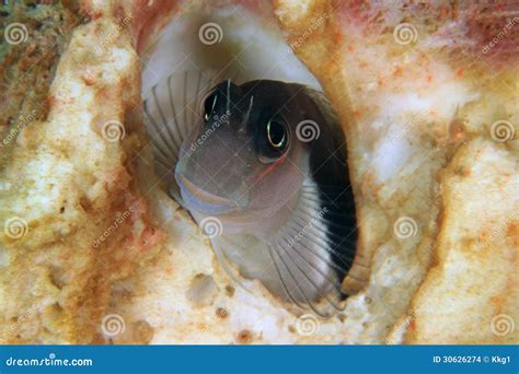 Blenny fish stock photo. Image of anemone, crystal, diver - 30626274