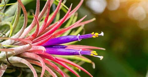 Tillandsia Ionantha Care: Growing Of Bromeliad Air Plants