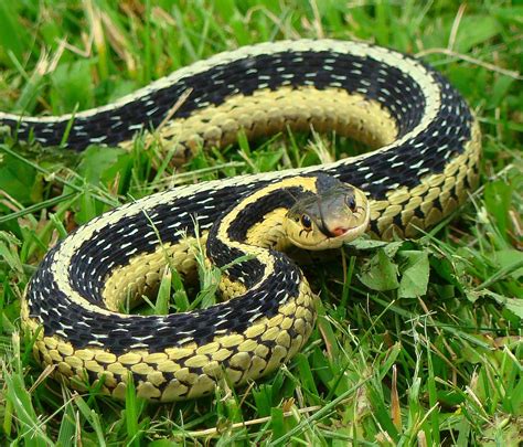 Wisconsin Garter Snake | Garter snake, Beautiful snakes, Snake