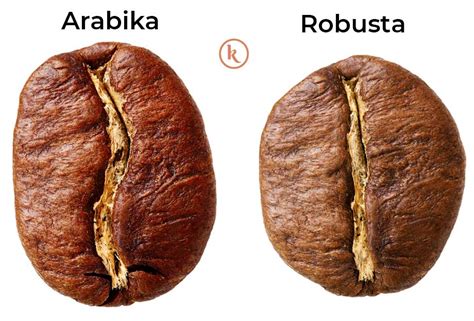 Perbedaan Kopi Robusta dan Kopi Arabika, Mana Lebih Baik? | Kopitem