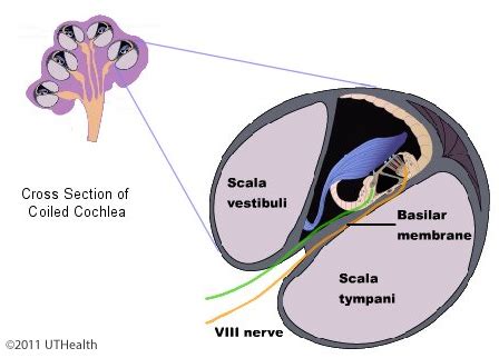 Neuroanatomy Online: Lab 6 - Auditory, Vestibular, Gustatory and ...