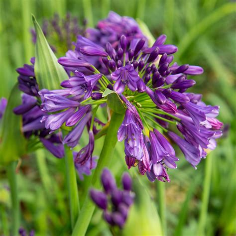 Ever Amethyst Agapanthus | PlantAddicts.com