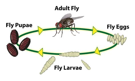 Life Cycle of a Housefly: Birth, Buzz, and Beyond - Animal Hype