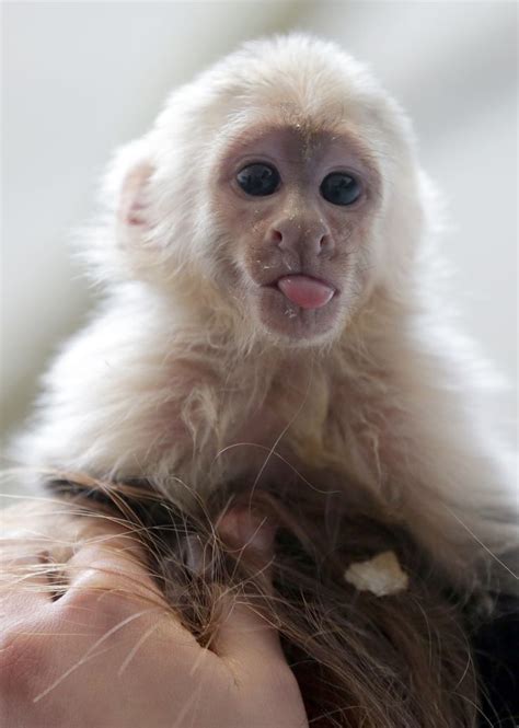 news.yahoo.com | Pet monkey, Cute baby animals, Cute monkey