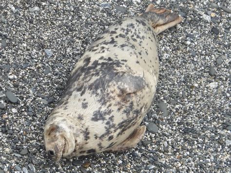 Marine habitat recovery by reducing seal disturbance