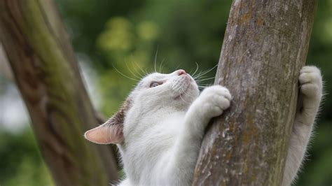 Why Do Cats Climb Trees? I Pettable I ESA Experts