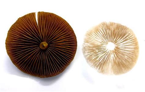 Mushroom spore print - Portabella mushroom grow kit