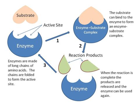 3.6 Enzymes - BIOLOGY4IBDP