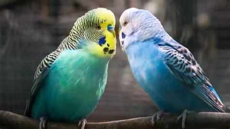 Budgie Names (1300+ Cute & Popular Male & Female Ideas)