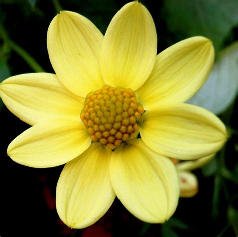 Close up of Baby Yellow (photo credit Mary McIntosh) | Victoria Dahlia ...