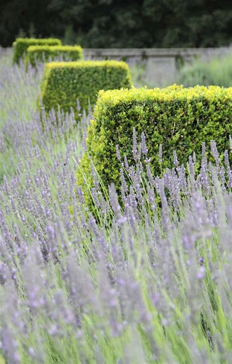 Lavender hedge 🌸 🌿 A fragrant and beautiful addition to your landscape