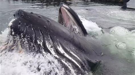 Watch the Surprising Moment a Humpback Whale Feeds Near Shore