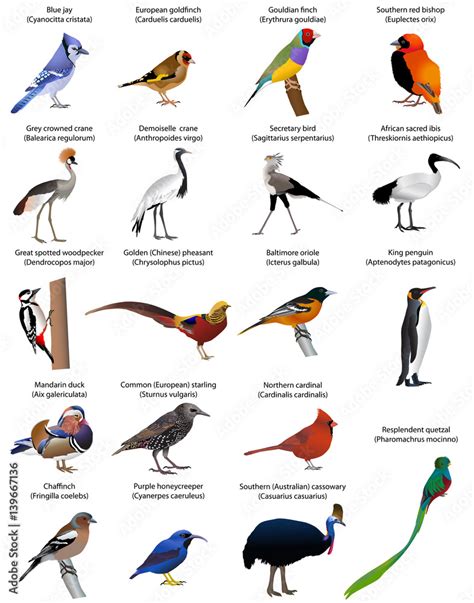 Collection of different species of birds. Colour vector. Stock Vector ...