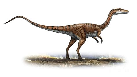 Coelophysis Pictures & Facts - The Dinosaur Database