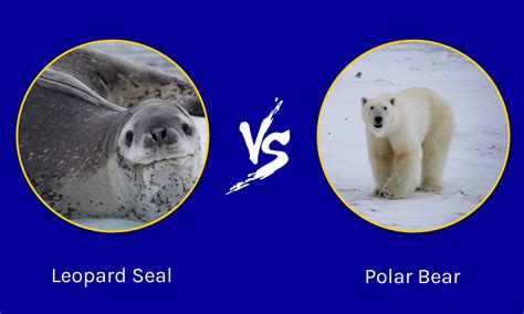 Leopard Seal vs Polar Bear: What's the Difference? - AZ Animals