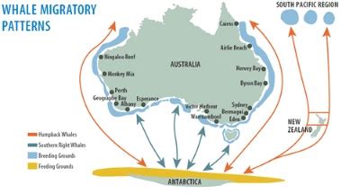 About Whales - Whale Watching Tours Cronulla Sydney