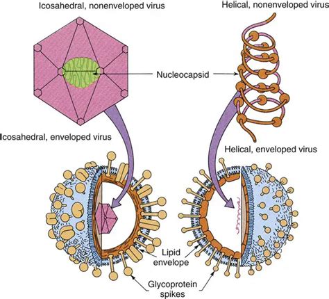 Virus: Properties, Diseases, and Lab Diagnosis • Microbe Online