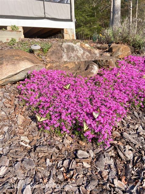 Dirt Road Adventures - Plants For All Seasons in 2021 | Beautiful ...