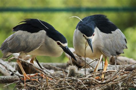 Black-Crowned Night-Heron - Nature Canada