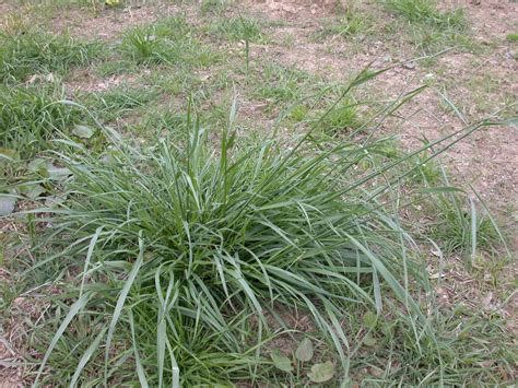 Types Of Fescue Grass – SC Garden Guru