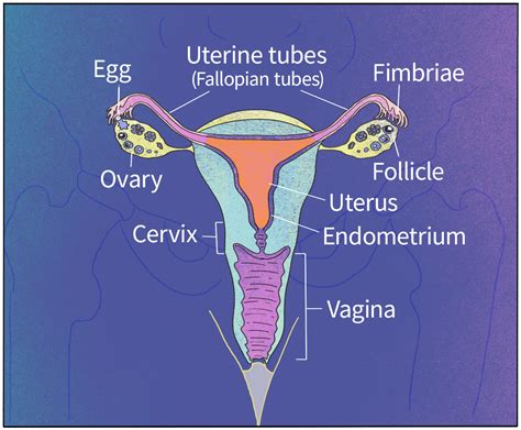 Fallopian Tube Diagram Egg