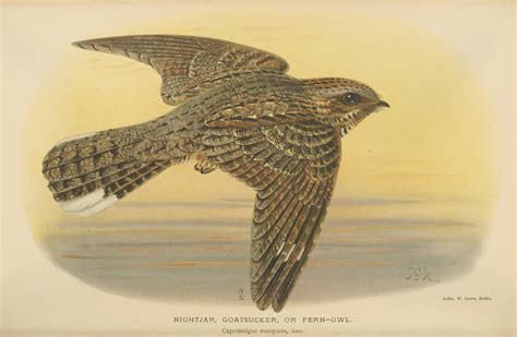 European Nightjar – Old Book Illustrations