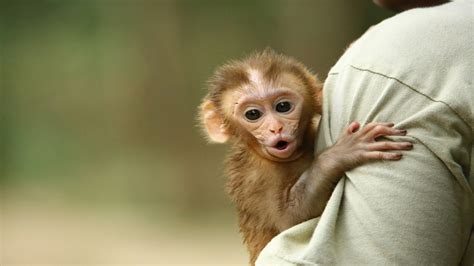 Role Of Wildlife SOS In Rehabilitating Baby Monkeys - Wildlife SOS