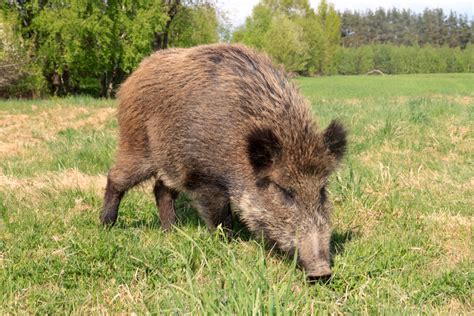 Wild boar groups small so far in Ontario | Farmtario