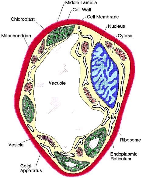 Fungal-Cell-Structure - Myko San