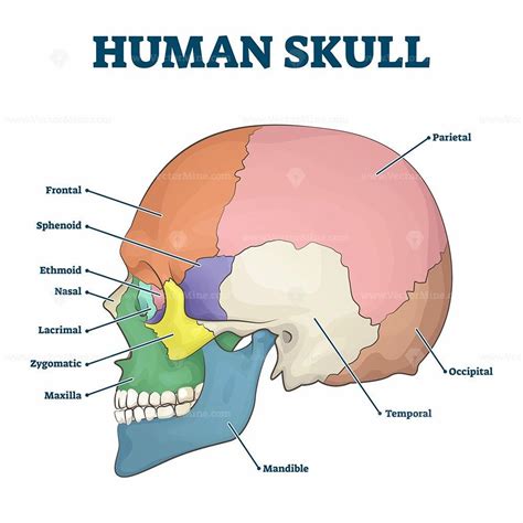 Human skull bones skeleton labeled educational scheme vector ...