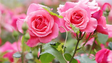 Two Pink Rose Flowers With Leaves 4K 5K HD Flowers Wallpapers | HD ...