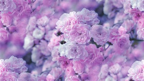 Pink Lilac Flower Wallpapers - Wallpaper Cave