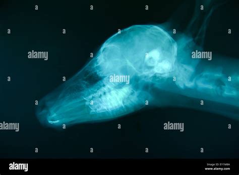 x ray picture of wild animal skeleton Stock Photo - Alamy