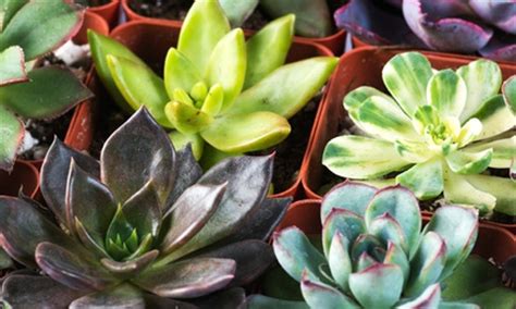 Succulent Plants; 9- or 12-Pack | Groupon Goods