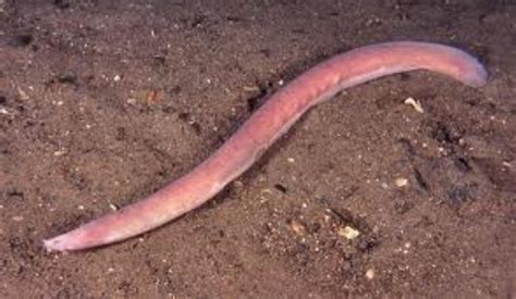 Hagfish Information and Picture | Sea Animals