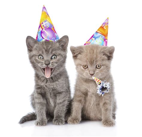 Celebrate your Cat's birthday with this Purrfect Birthday Cake Recipe ...