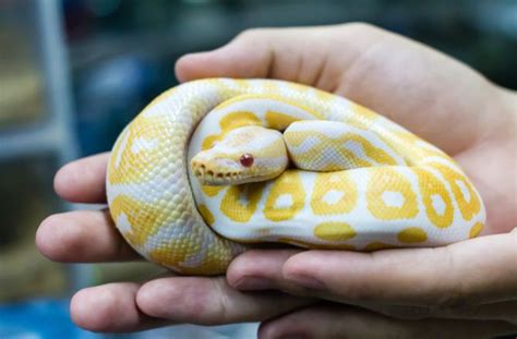 ball python pet - Google Search in 2020 | Ball python pet, Pets, Pet snake