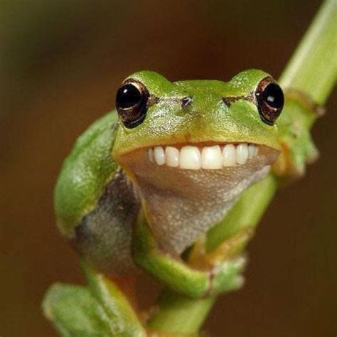 Green tree frog with huge teeth | Funny frog pictures, Frog pictures ...