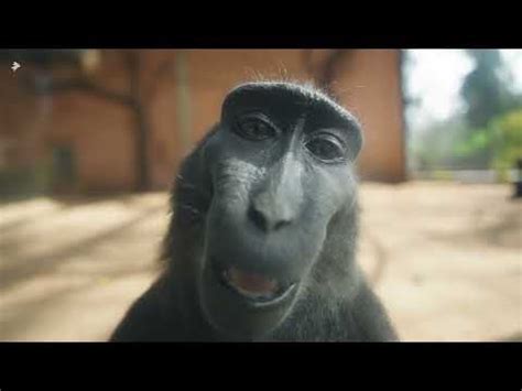 Monkey With Rizz: Video Gallery (Sorted by Views) | Know Your Meme