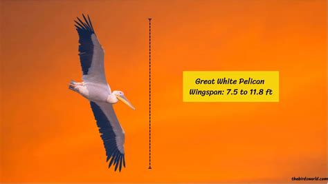 All Pelicans Wingspan Explained: And Compared With Others