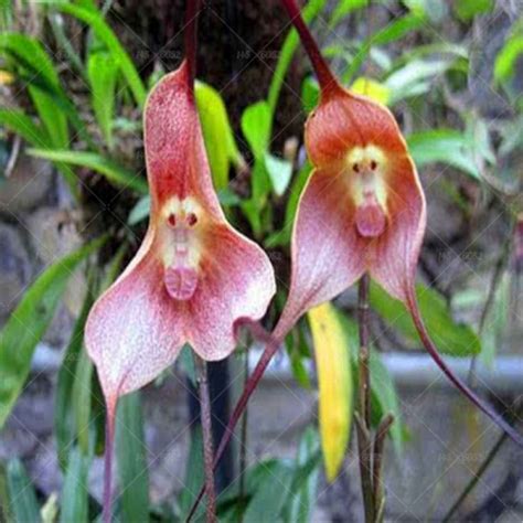 200pcs monkey face orchid and other multiple varieties plants | Orchideen