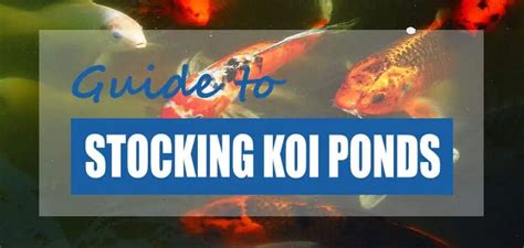 How Many Koi Can I Have In My Pond? (Stocking Calculator) - Pond Informer