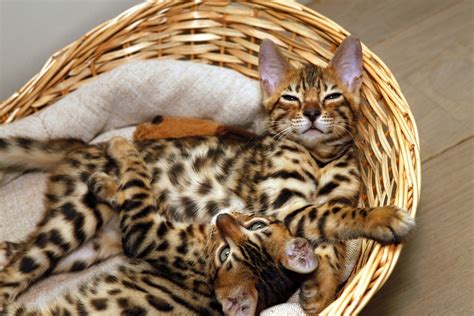 Are Bengal Cats Good Pets? 10 Things To Know Before Getting One ...