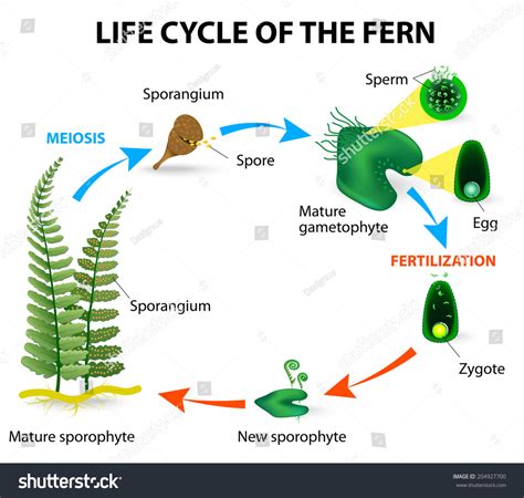 Pics For > Simple Plant Life Cycle Diagram