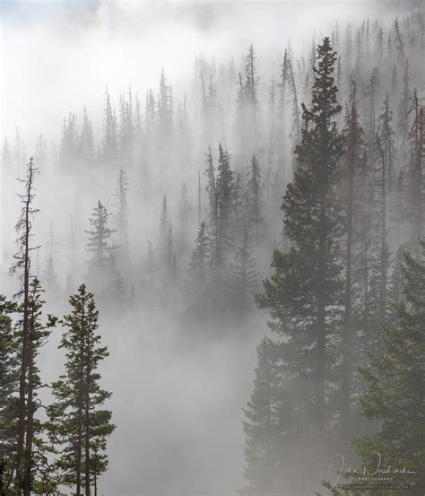 Photos Colorado Rocky Mountain National Park Pine Forest in Mist & Fog