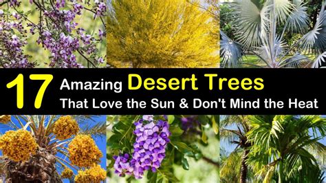 17 Amazing Desert Trees that Love the Sun and Don't Mind the Heat