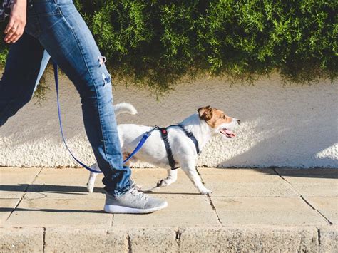 10 Dog Walking Tips Everyone Should Know · The Wildest