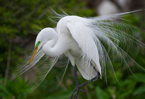 Great Egret in Breeding Plumage - Bob Rehak Photography