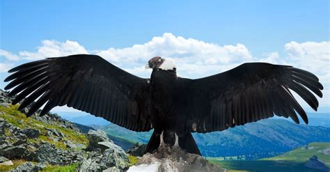 Andean Condor Wingspan: How Big Is It Compared To Others?