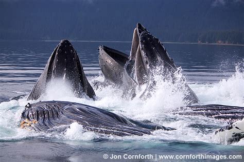 Humpback Whales Bubble Feeding 25 Photo, Picture, Print | Cornforth Images